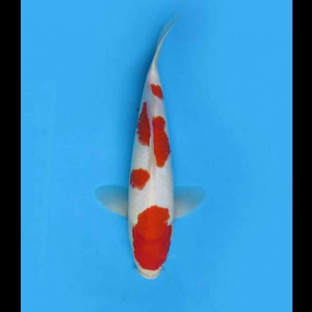 36cm - Kohaku Ceplok Antik Ori