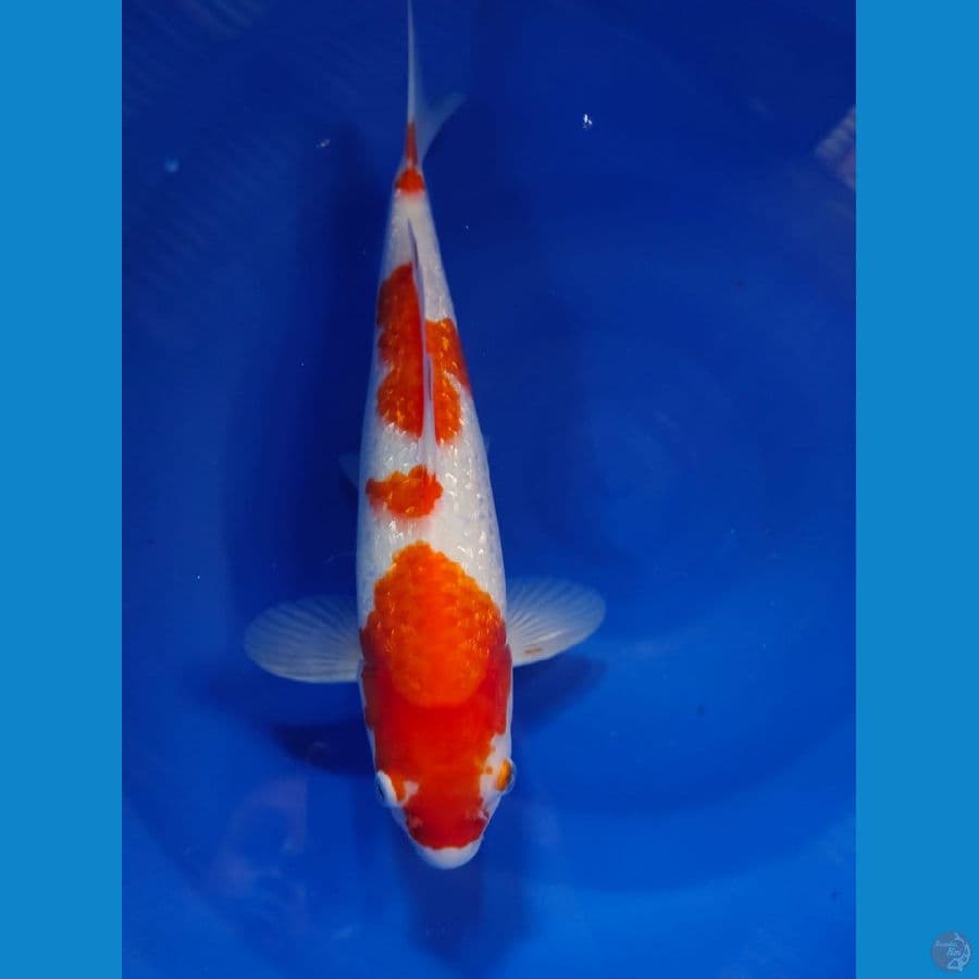 kohaku ginrin male 31cm