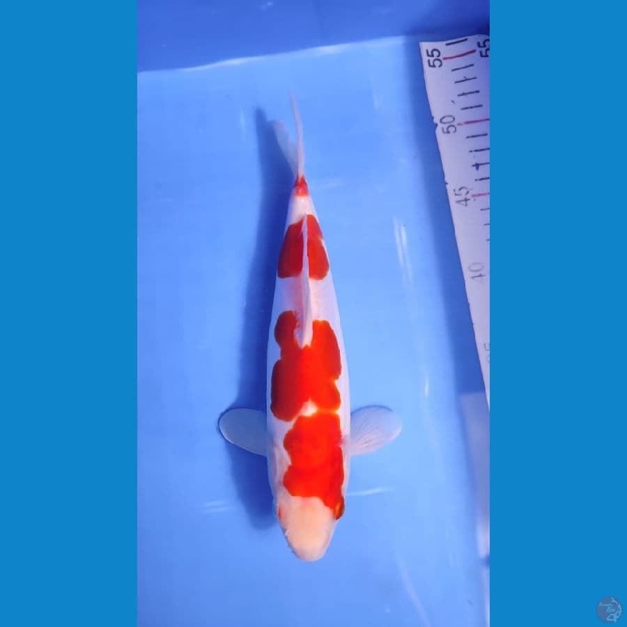 KOHAKU SQ 25 CM DOITSU ORIGINAL