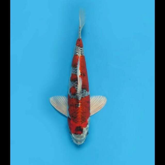 37cm Male - Beni Gingga Antik