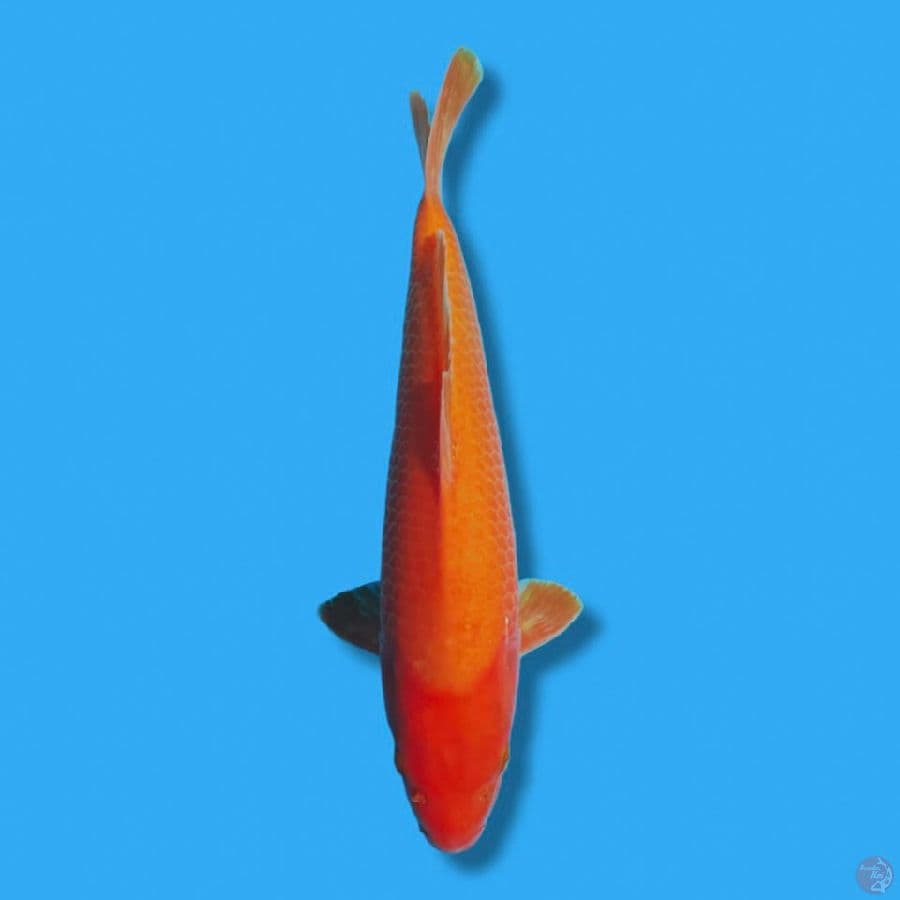 BENIGOI 36CM