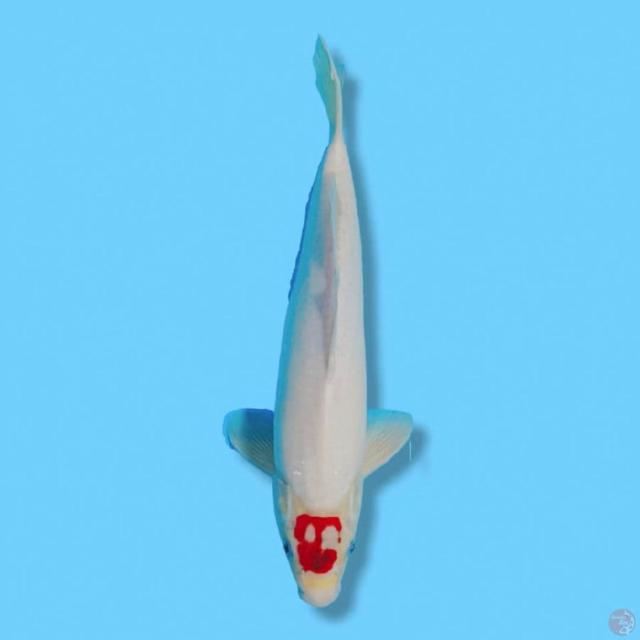 TANCO GOROMO 35CM