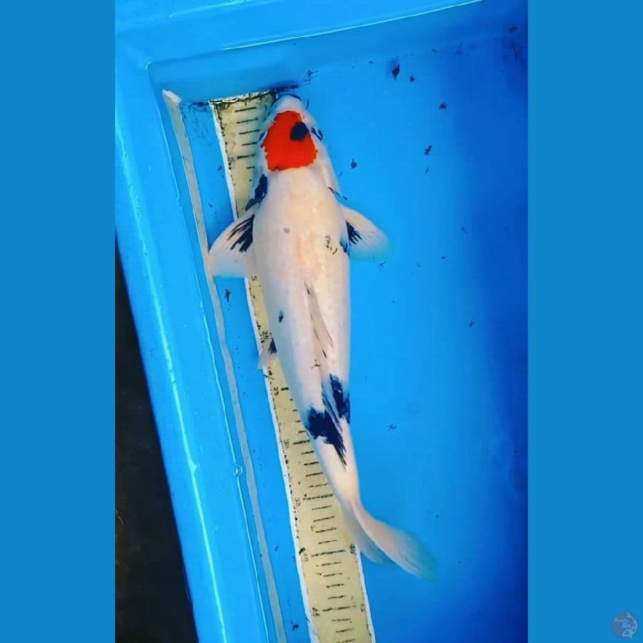 45cm Tancho Showa tategoi jozz