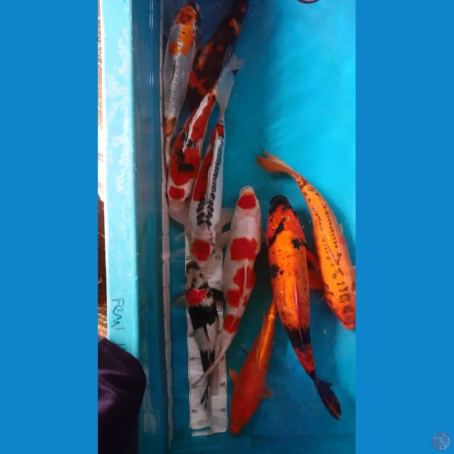 9 ekor jumbo