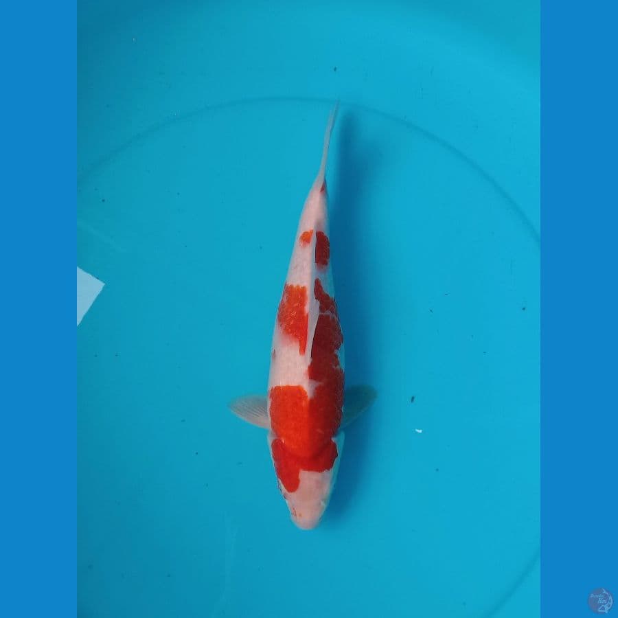 02. Kohaku Breeder AKF // FM28cm