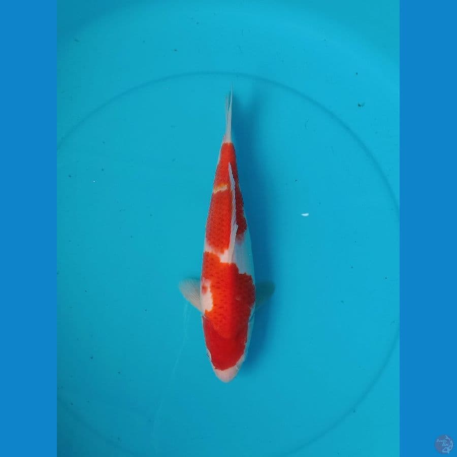 03. Kohaku Breeder AKF // FM29cm