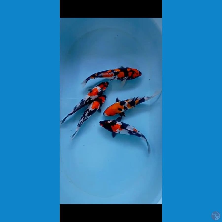 Showa Doitsu 5 ekor 22-25cm