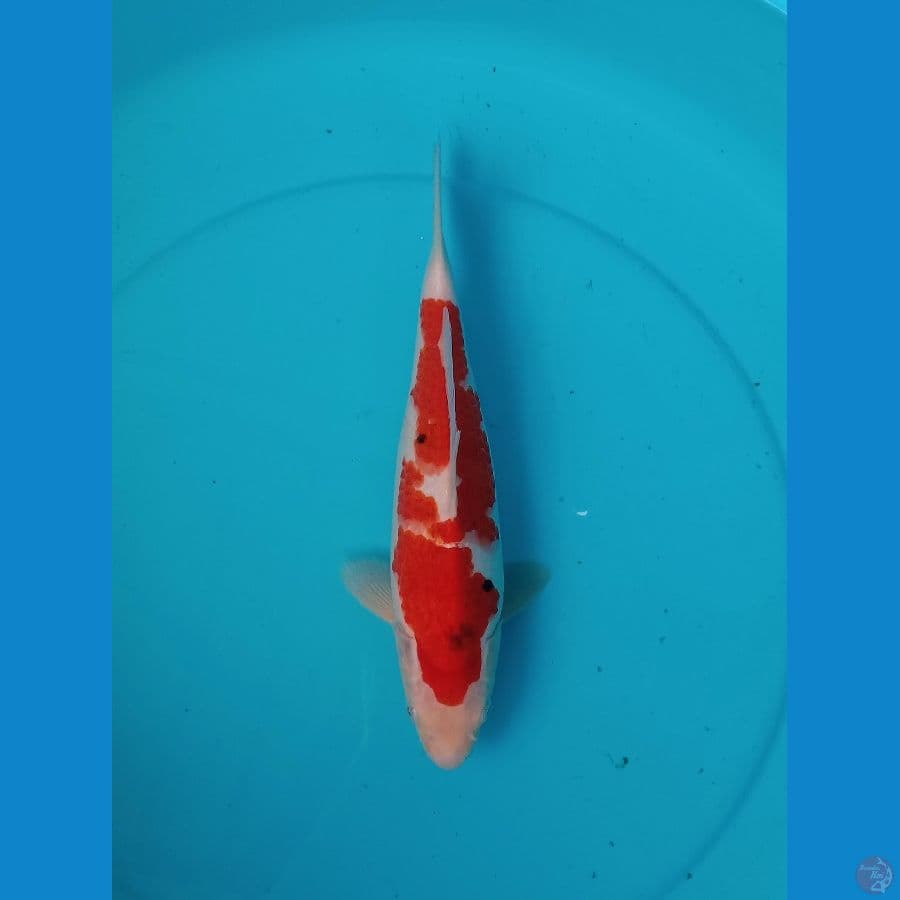 05. Sanke Breeder AKF // FM30cm