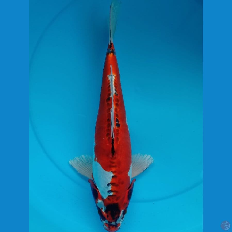 NIKISAE 02. ANTIKAN BENI KIKO // M40CM