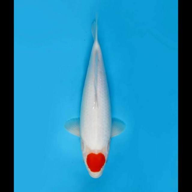 32cm - F1 Tancho Kohaku Super