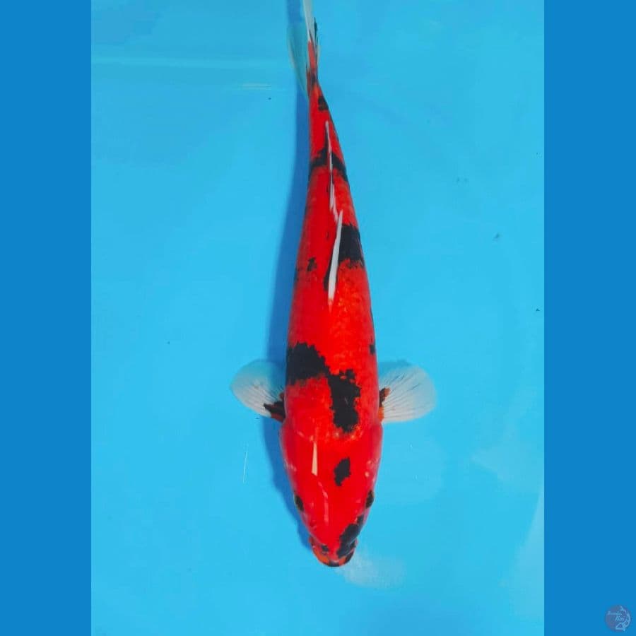 HISHOWA 45CM