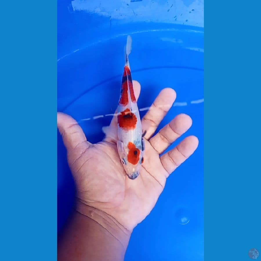 sowa bahan keping 16cm