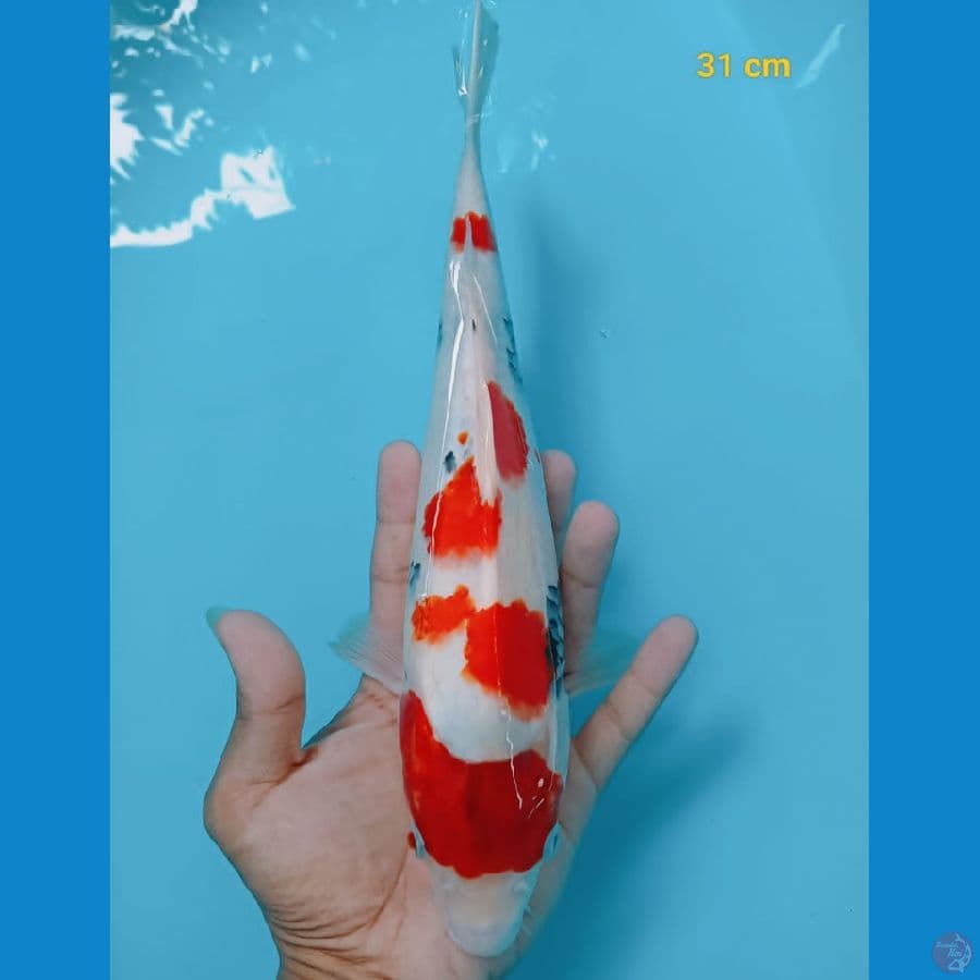 SHOWA 31CM ™