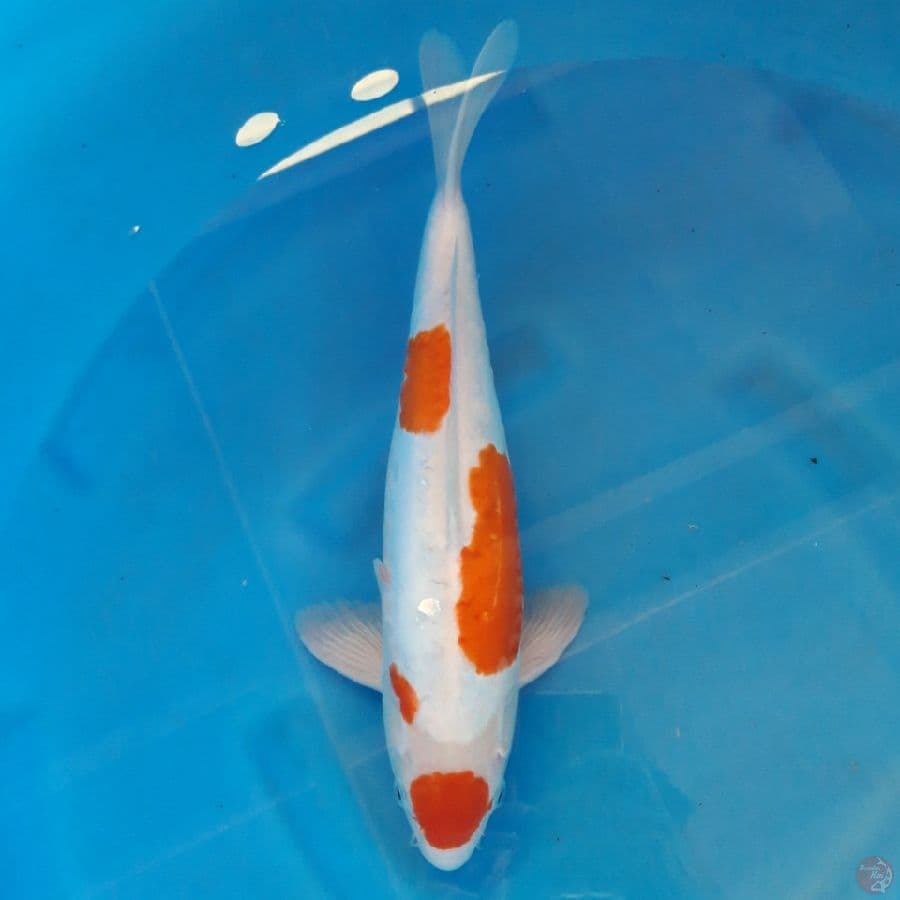 Maruten Doitsu Ori 39cm