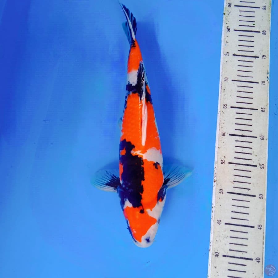 showa 42 cm