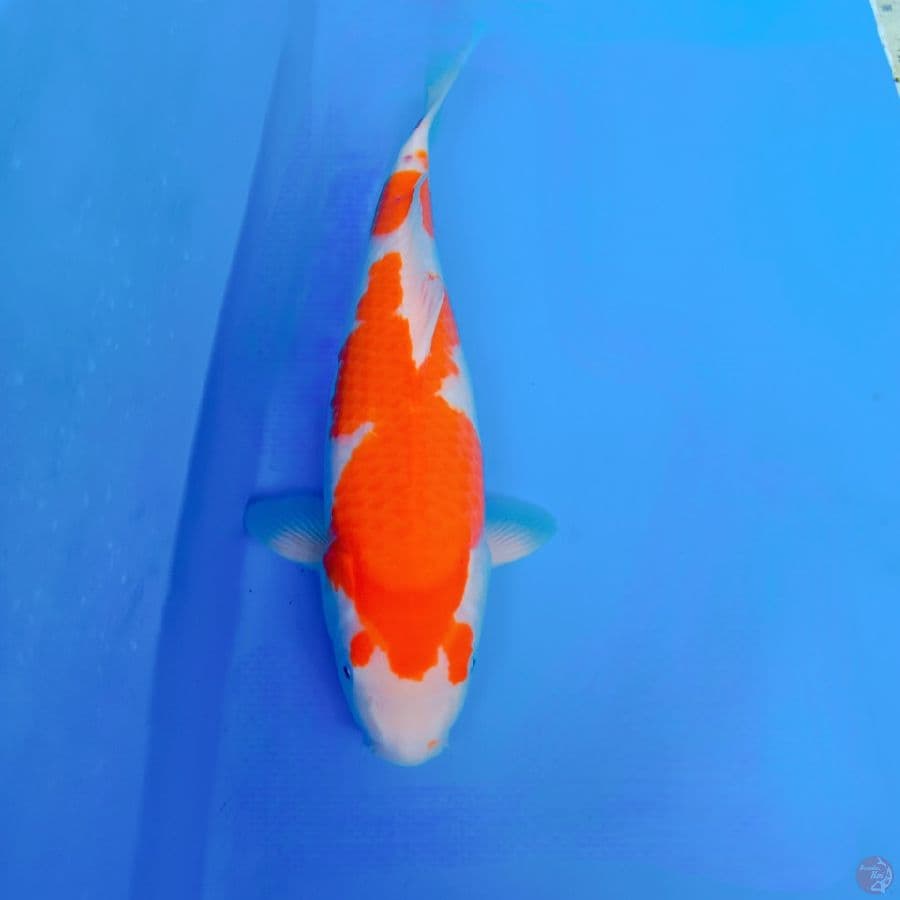 kohaku 40 cm
