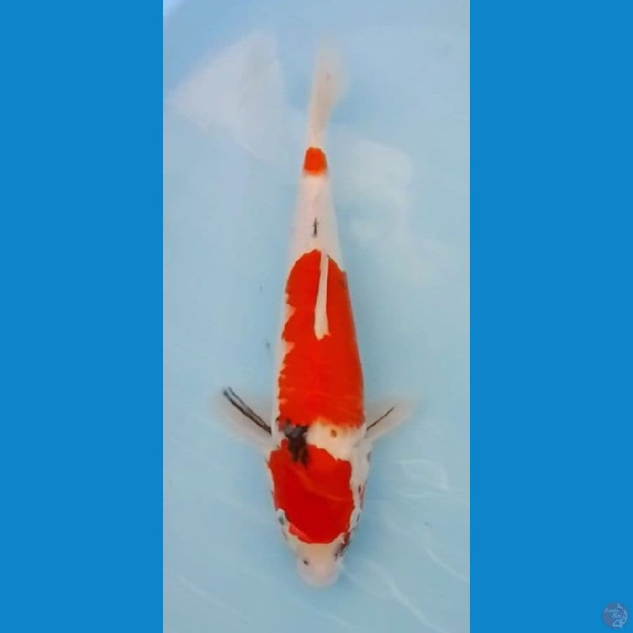 Maruten Sanke 38cm (F)