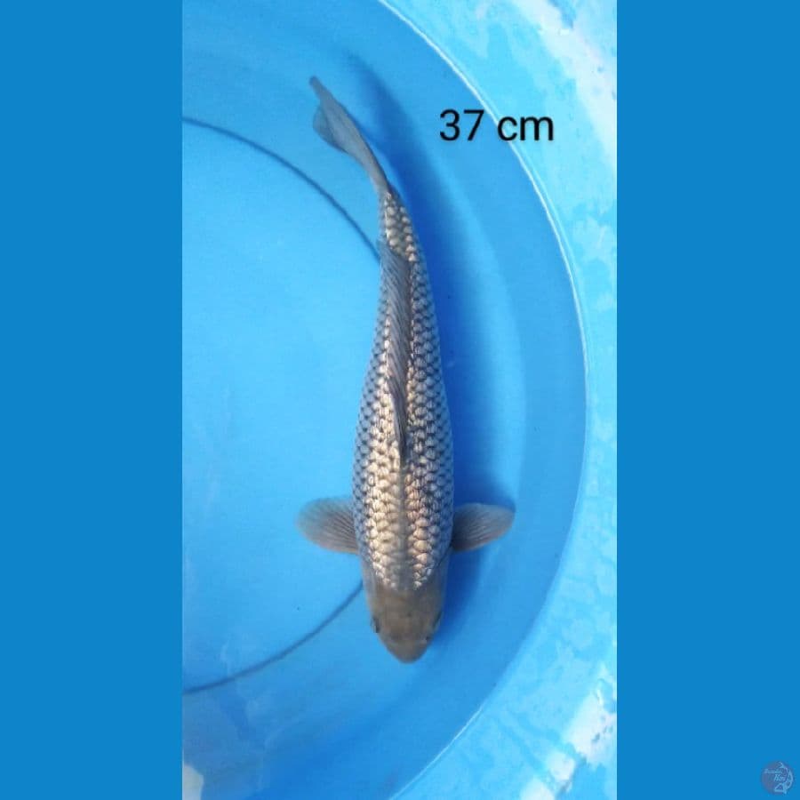 soragoi ginrin punuk 37 cm