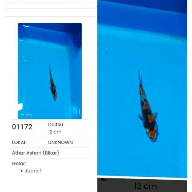 LANJUTKAN PRESTASIMU.12CM