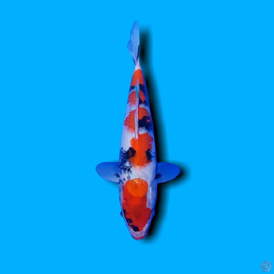 SHOWA SANSHOKU 33 CM