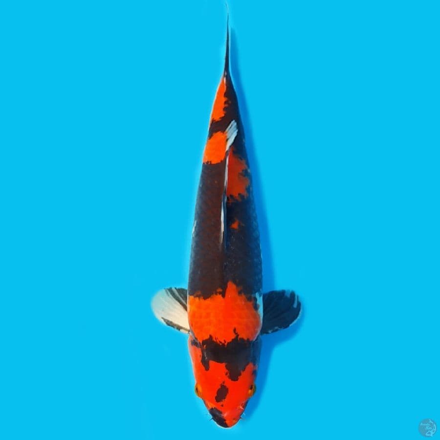 Hishowa HQ 40cm Female