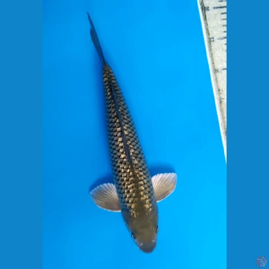 Midorigoi Ginrin Berpunuk