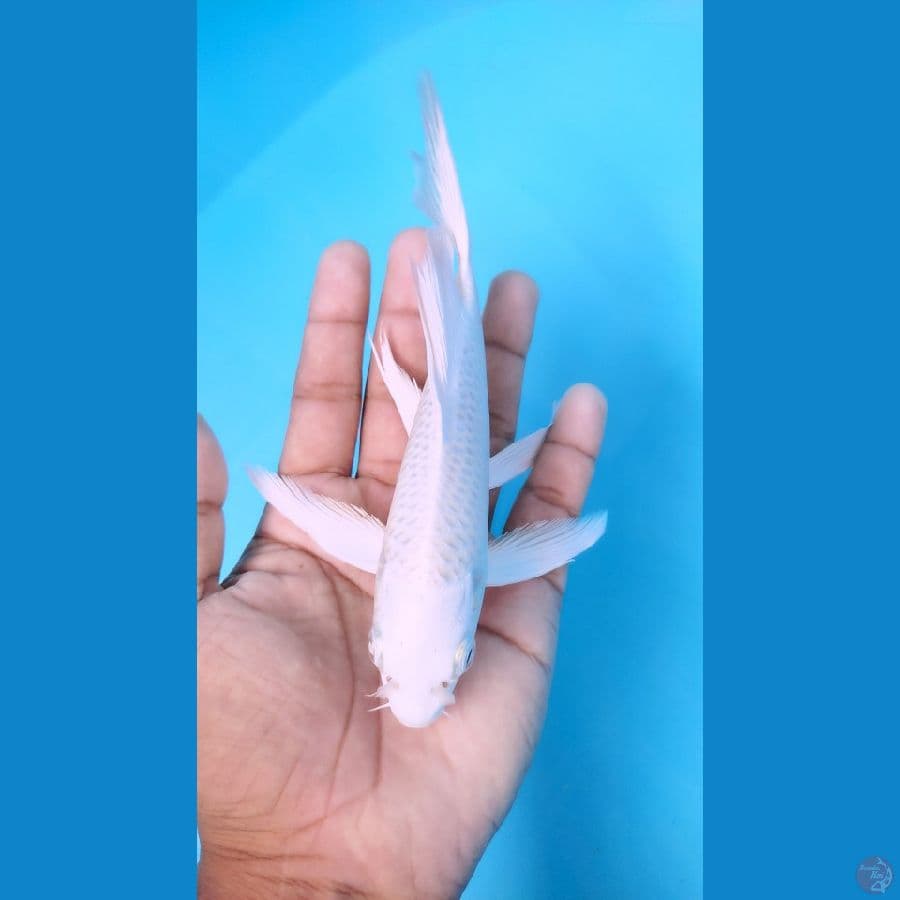 platinum kumpay19-21 cm