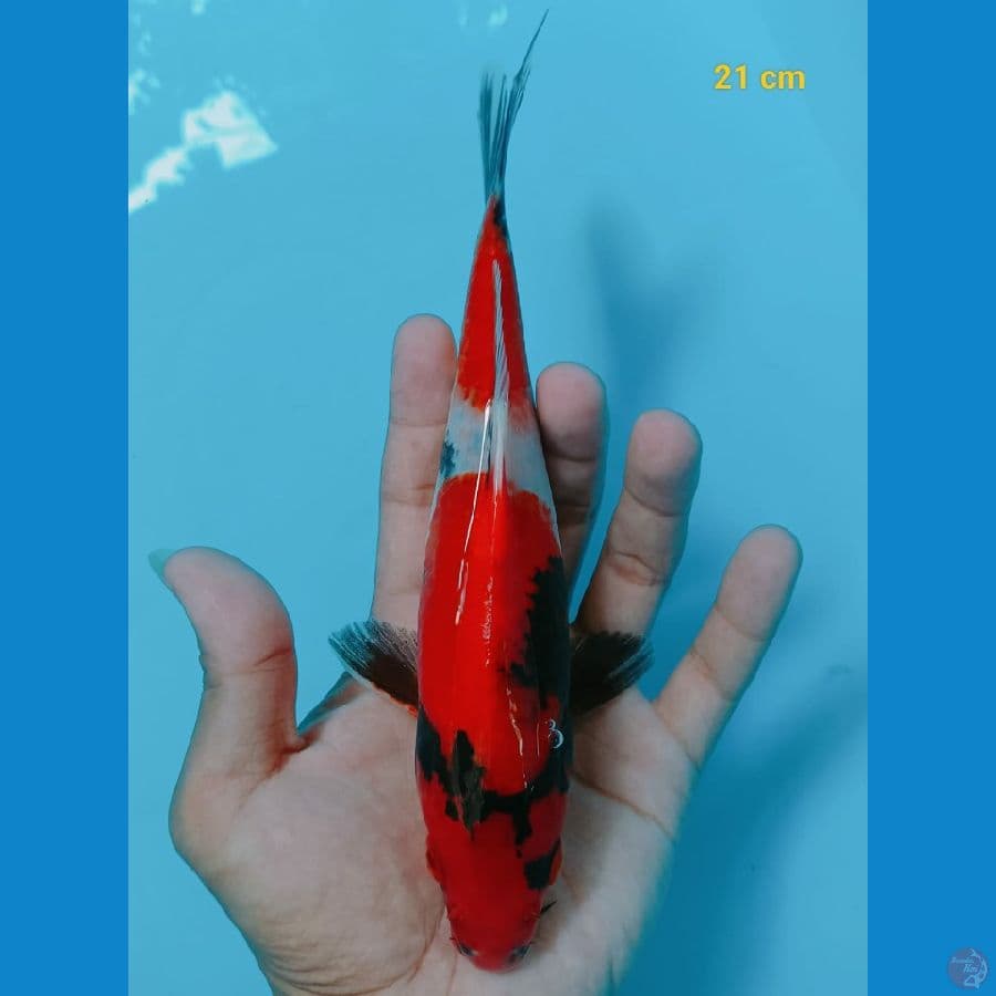 showa 21cm
