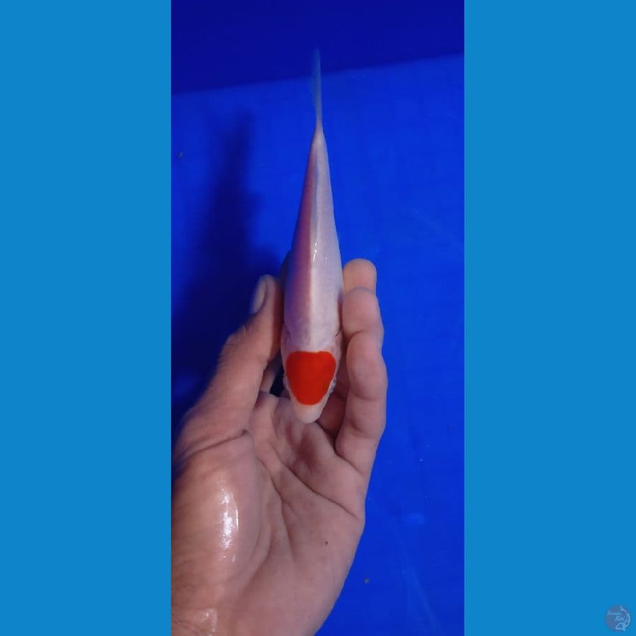 TANCO 15.Cm