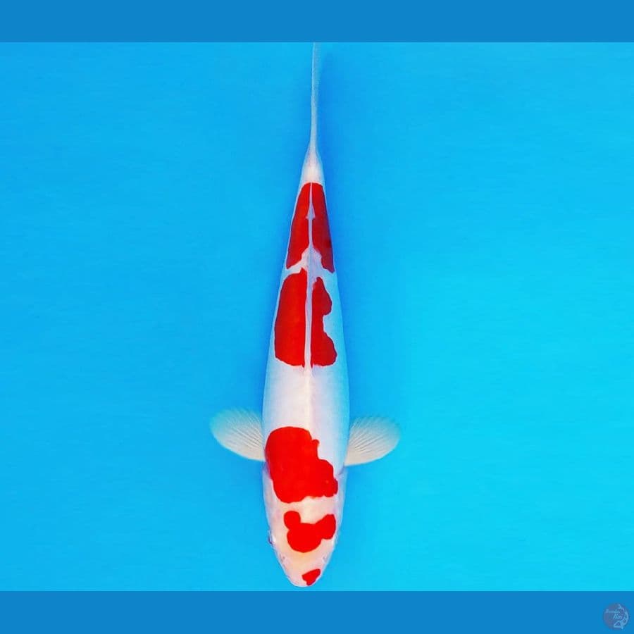 AISHITERU 9 ~ KOHAKU DOITSU 26 cm/male ™