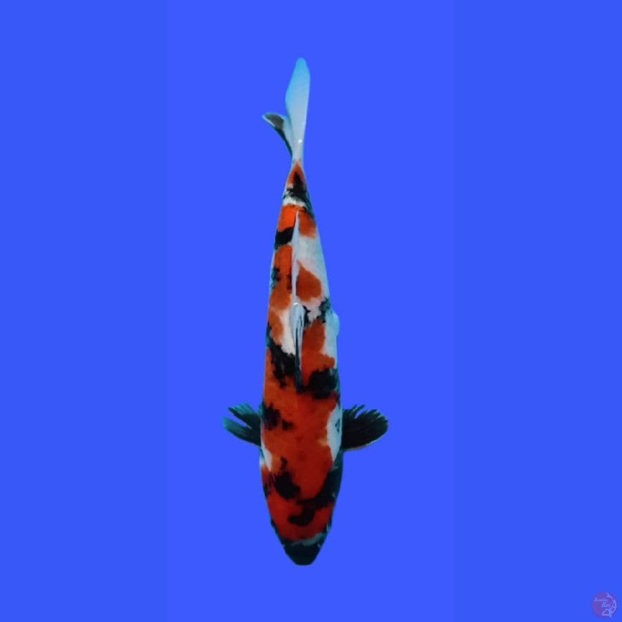 showa 20cm