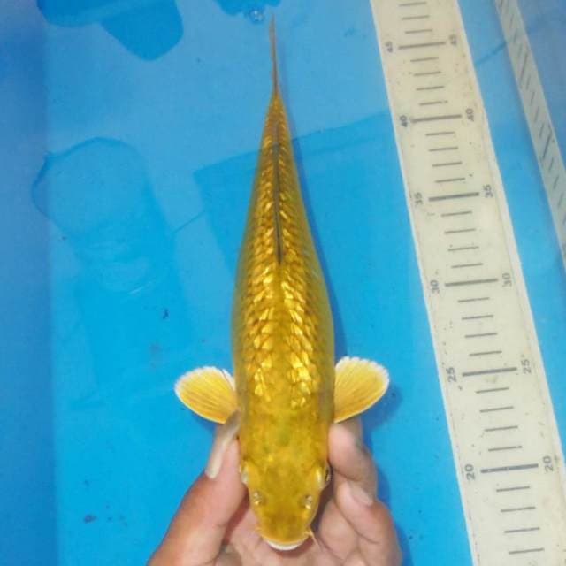 MIDORIGOI KINGINRIN