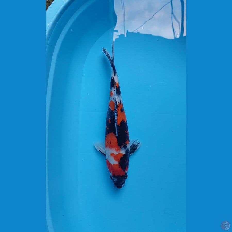 showa 37 cm