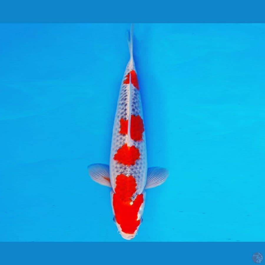 AISHITERU 15 ~ GOSHIKI 33 cm/fm ™