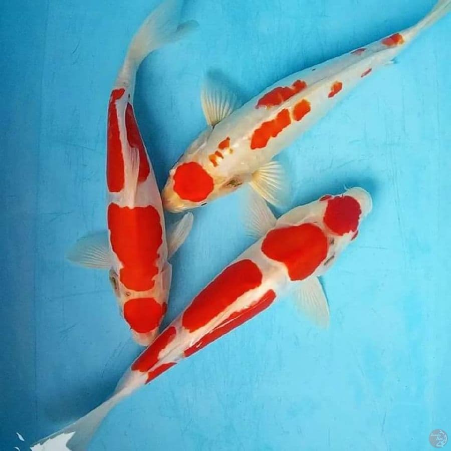 Maruten Kikushui 32 34 35 cm