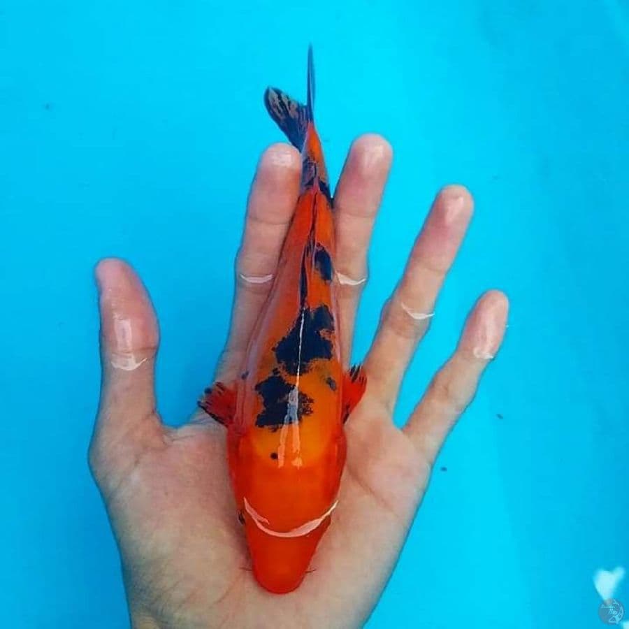 Doit AkaBekko 20cm