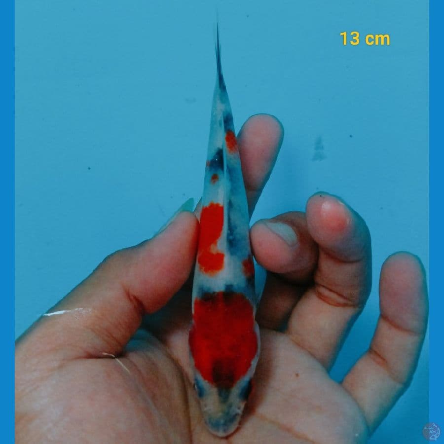 SQ minion 13 cm
