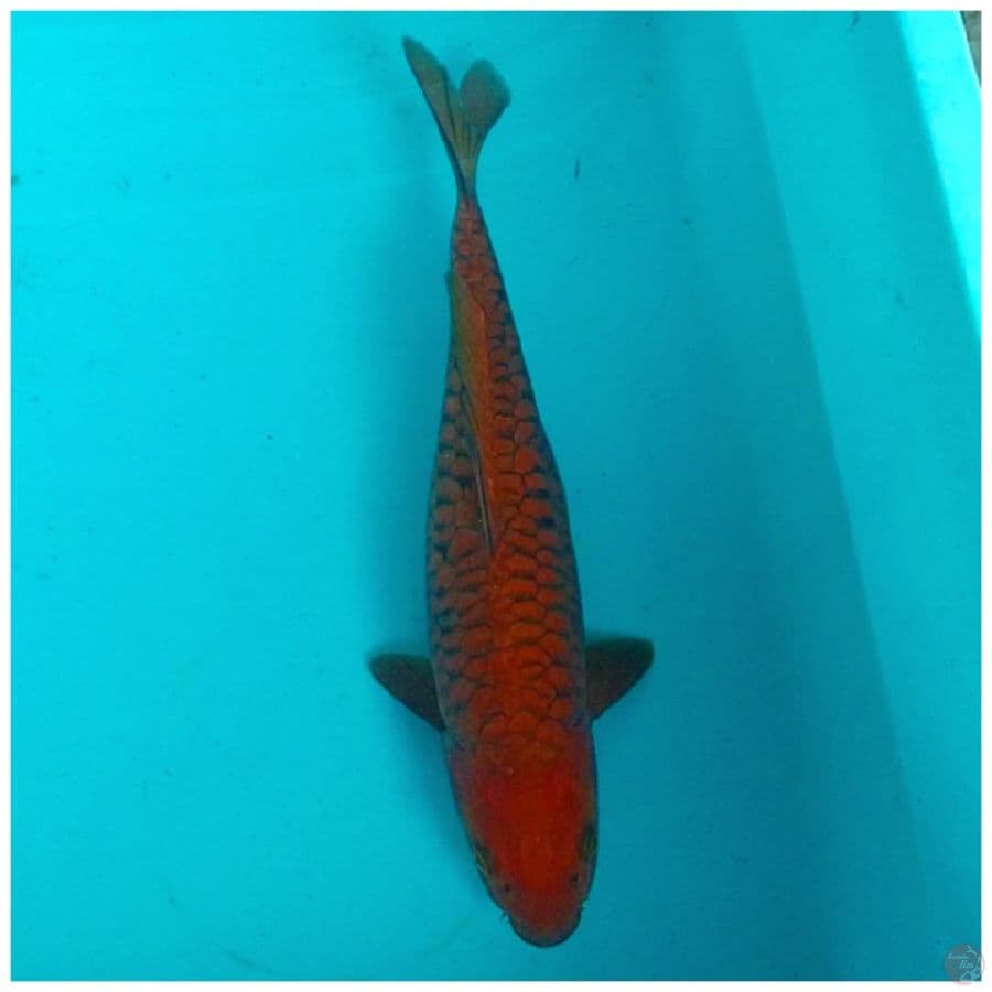 Chagoi tembaga sisik aragoke 37cm
