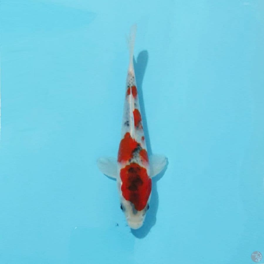 9. GOSHIKI 17CM