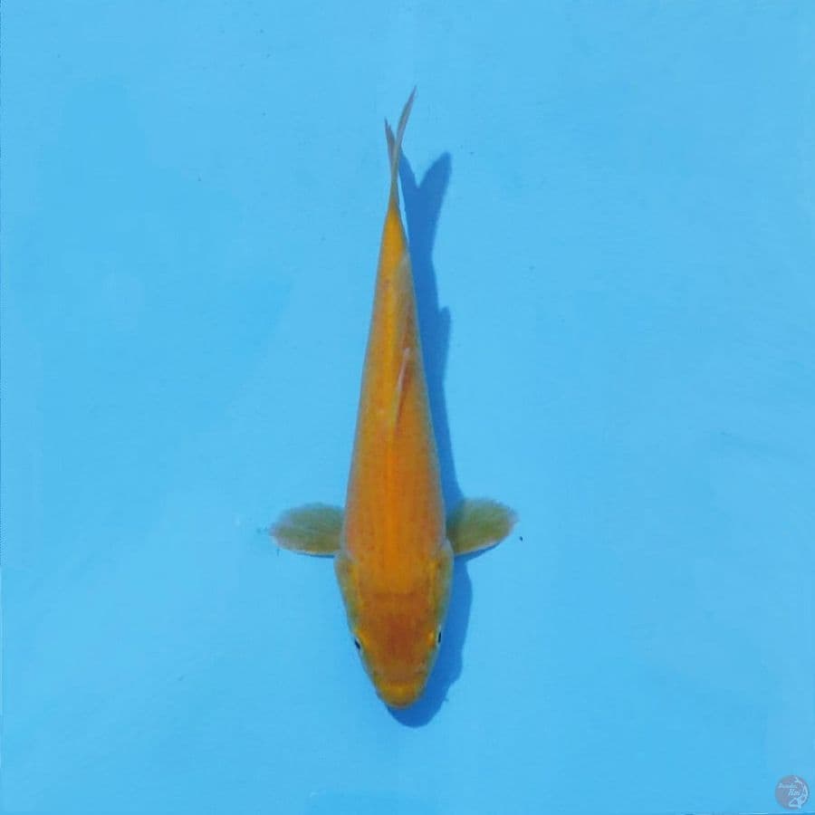 8. KARASHI 24CM MALE