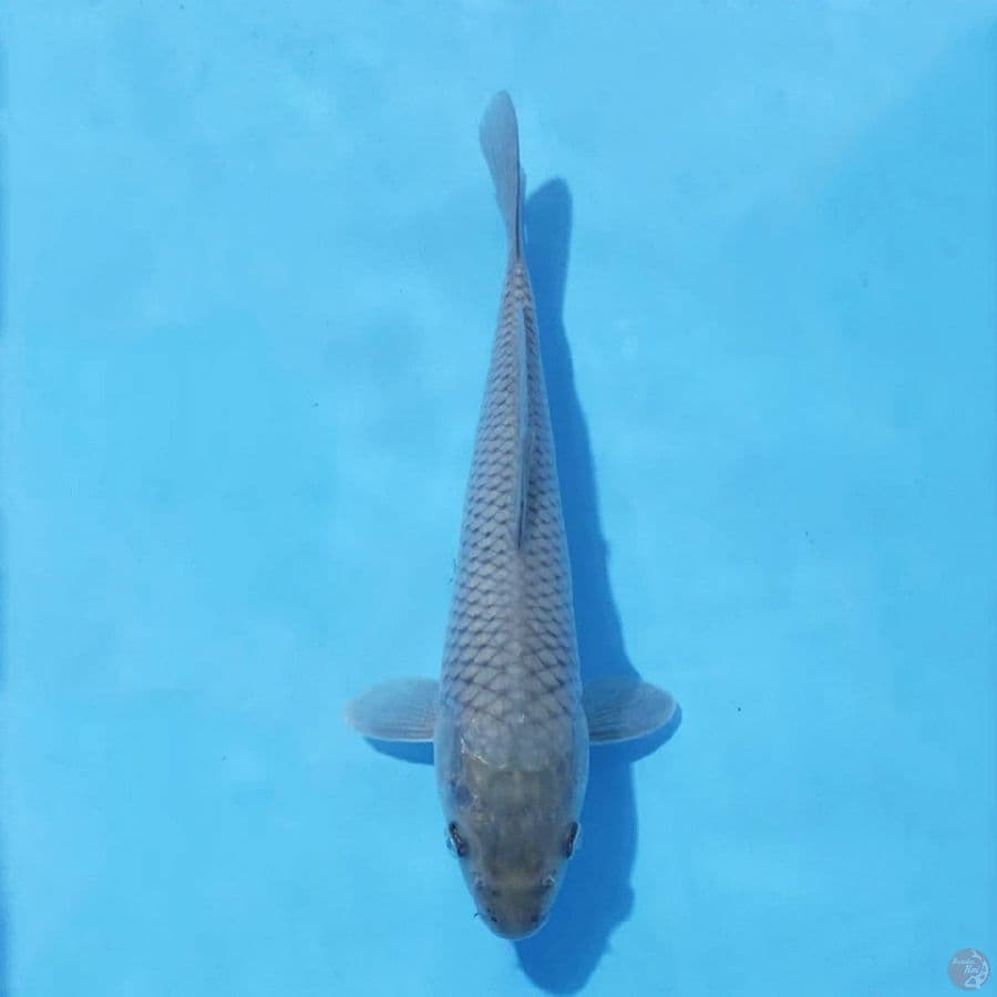 10. SORAGOI 27CM FEMALE
