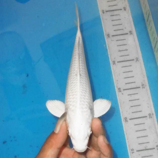 PLATINUM SALJU