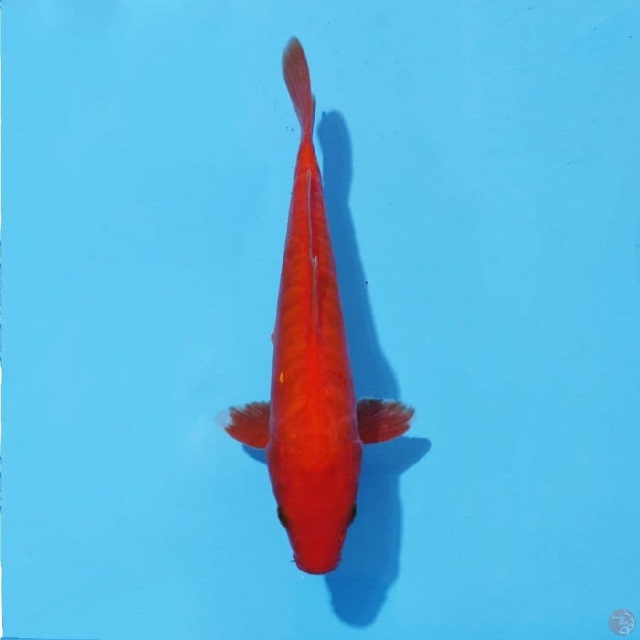 2. BENIGOI DOITSU ARAGOKE 26CM Female