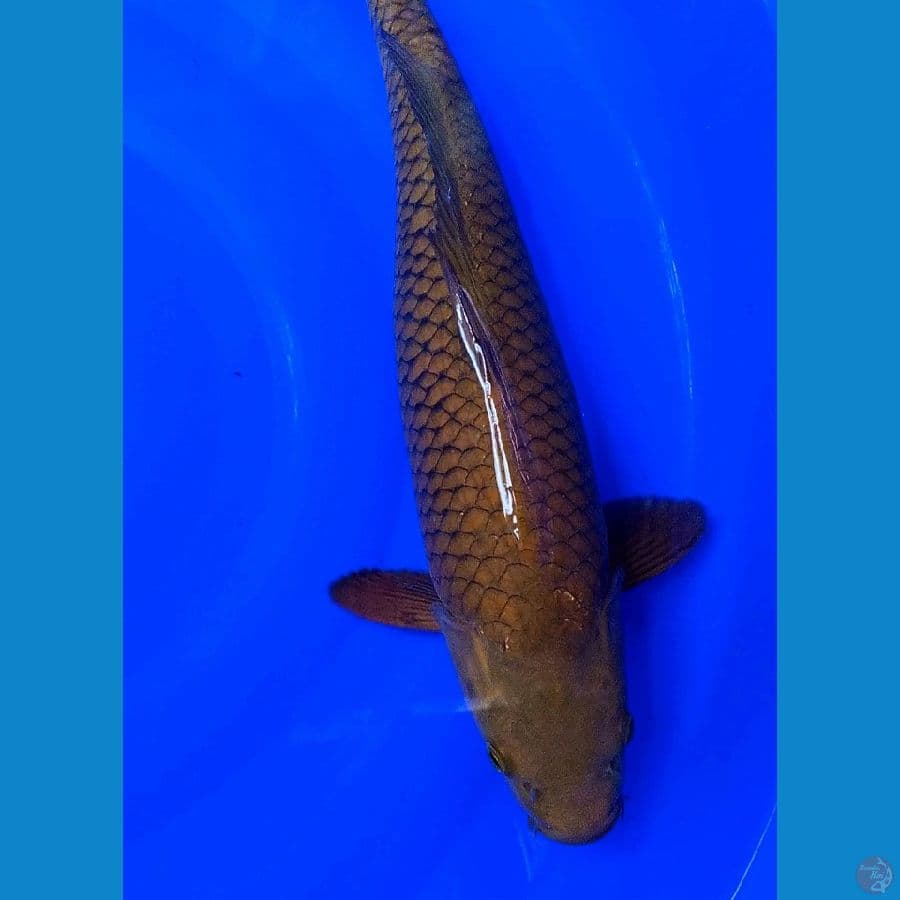 jumbo cagoi midori male 44 cm