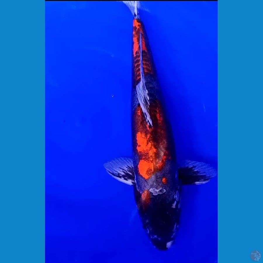 jumbo beni kiko male 46 cm