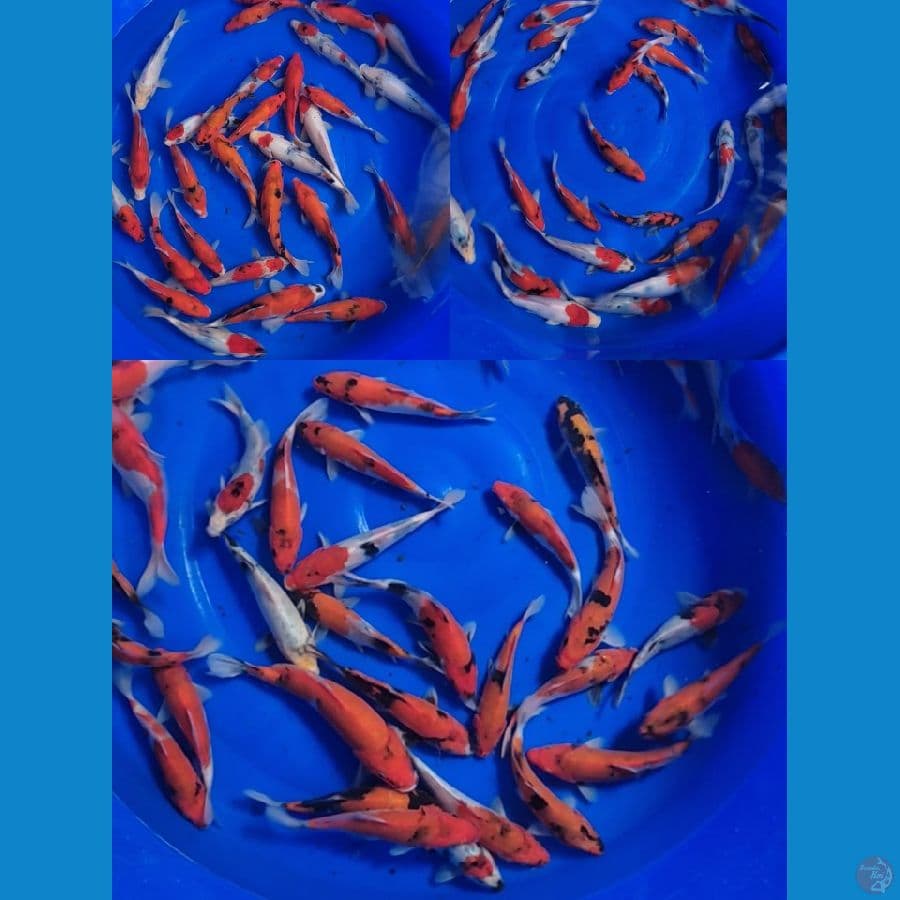 Showa Mix 100 ekor 15-22cm