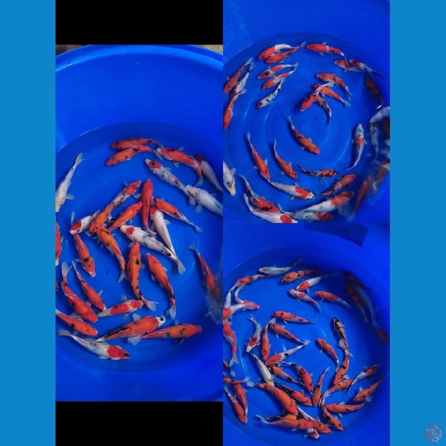 Showa Mix 100 ekor 15-22cm