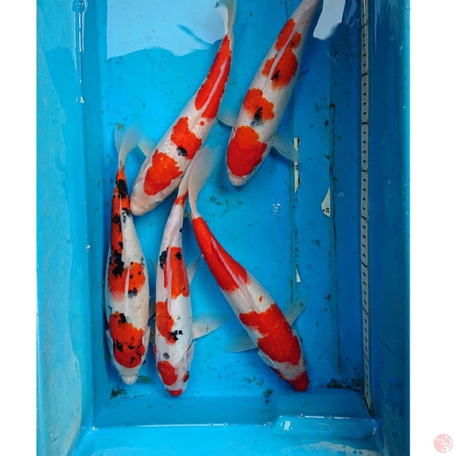 pket kohaku sanke 28-30cm