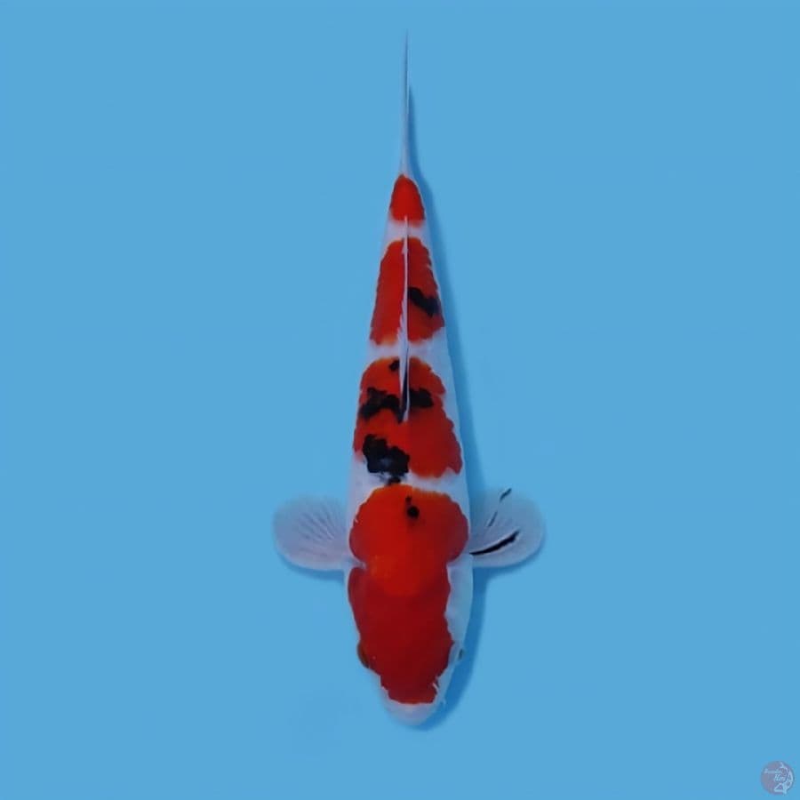 SANKE HQ 29CM - MALE