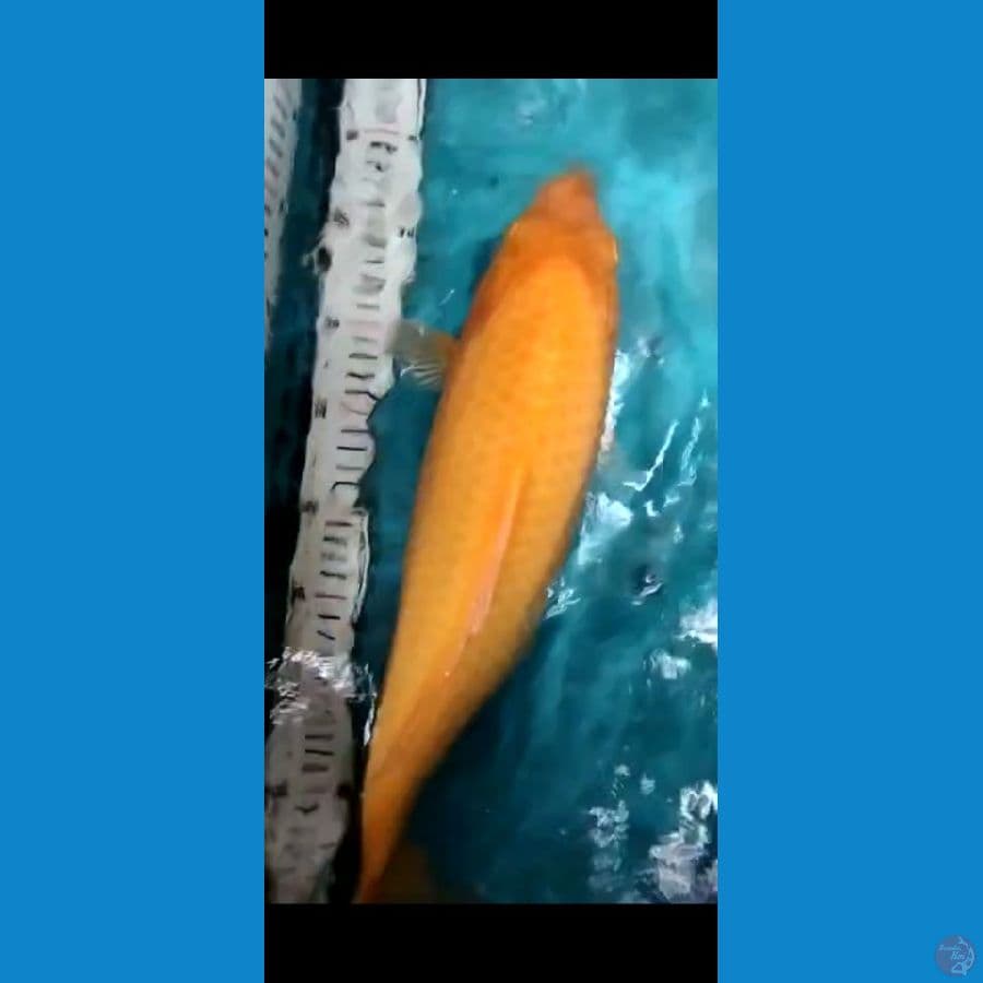 SUPER KARAMEL RUAPI 40CM